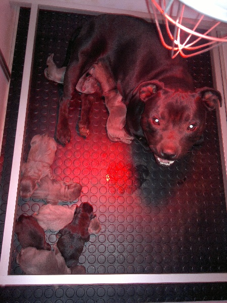 Des Petits Molosses Bleus - Staffordshire Bull Terrier - Portée née le 17/05/2011