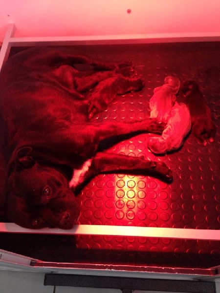 Des Petits Molosses Bleus - Staffordshire Bull Terrier - Portée née le 20/05/2015