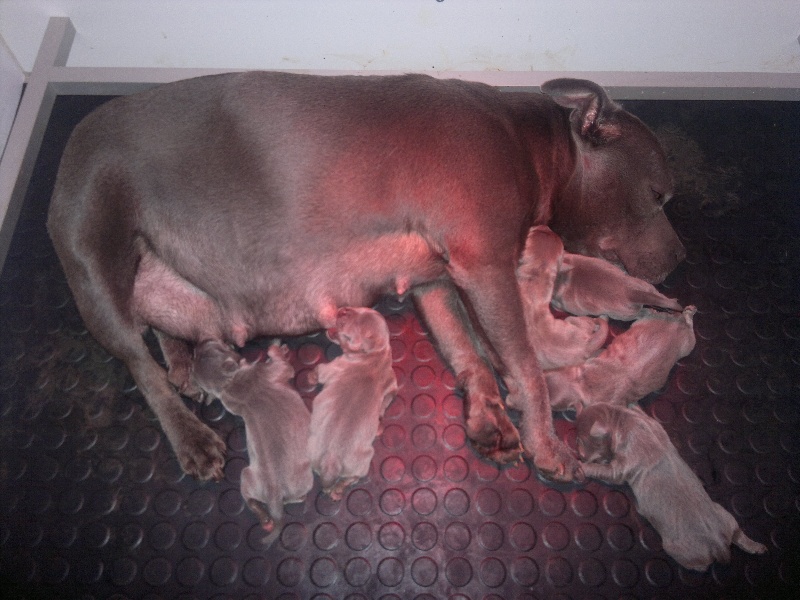 Des Petits Molosses Bleus - Staffordshire Bull Terrier - Portée née le 06/01/2012