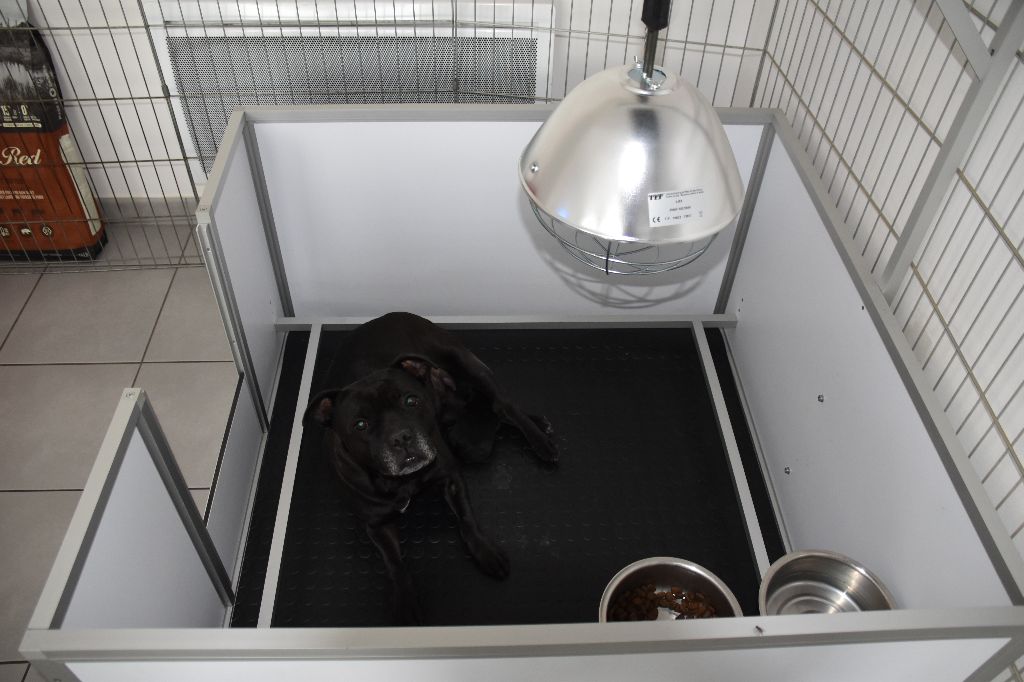 Des Petits Molosses Bleus - Staffordshire Bull Terrier - Portée née le 12/06/2020