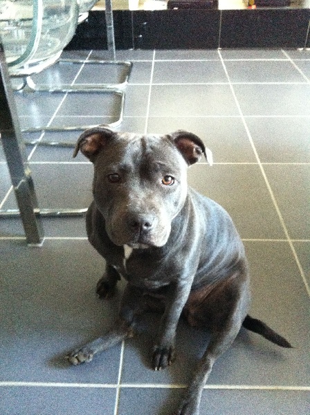 Gaia Des Petits Molosses Bleus