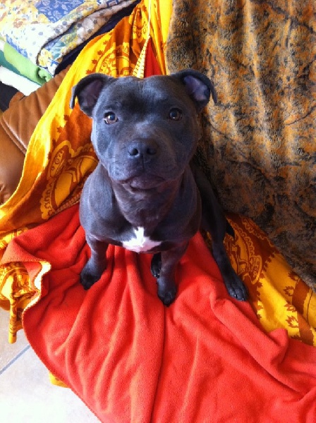Galya Des Petits Molosses Bleus