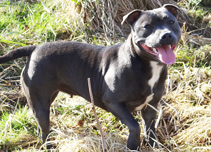 Hazote Des Petits Molosses Bleus