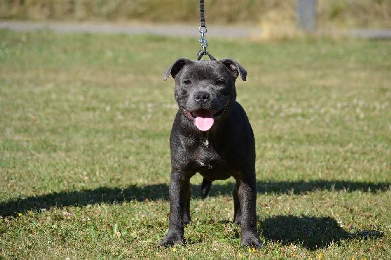 Irock Des Petits Molosses Bleus