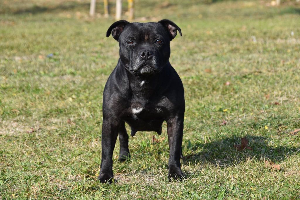 Iona at des petits molosses bleus (Sans Affixe)
